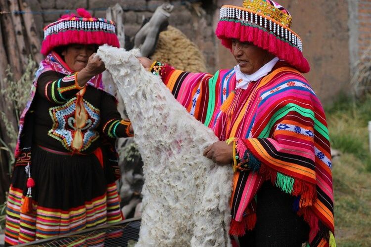 秘鲁“小羊驼”赶赴进博会