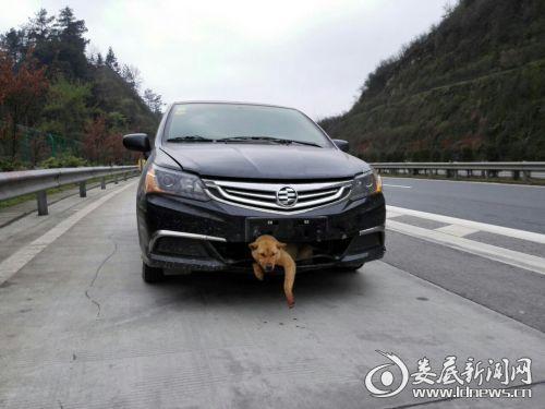小狗橫穿高速被撞進車身 遭帶著跑800里生還