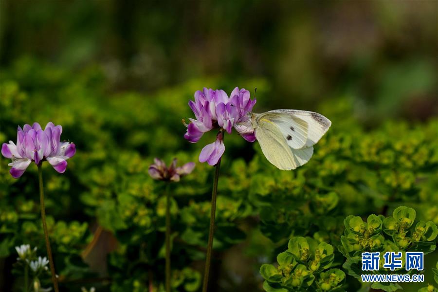 上海：千花百卉争明媚