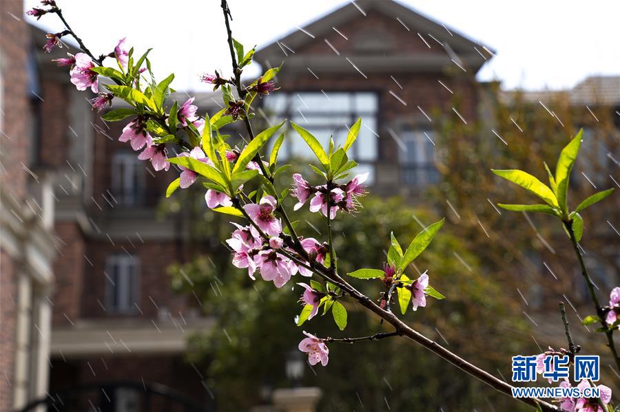 上海：千花百卉争明媚