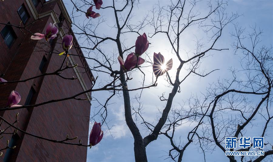 上海：千花百卉争明媚