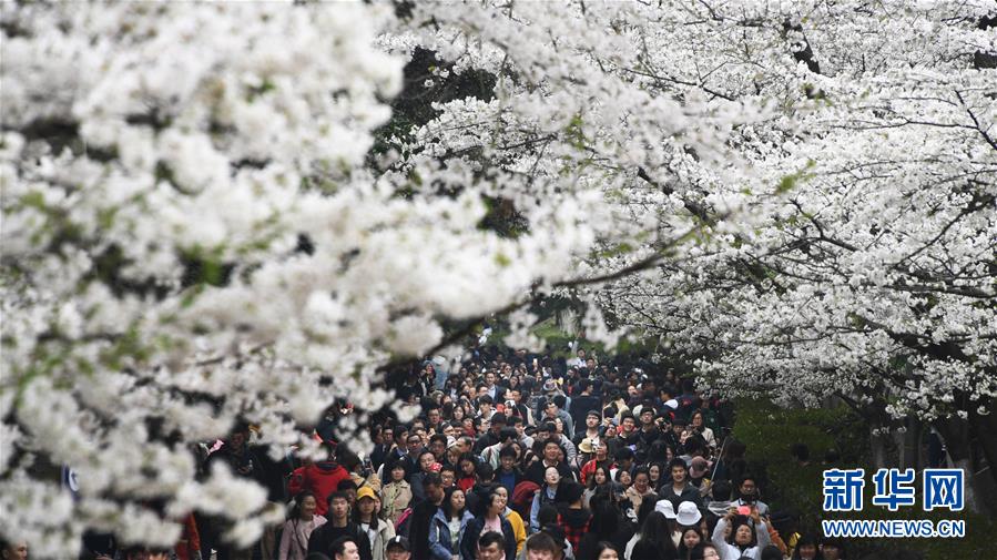 武汉大学：樱花引客来