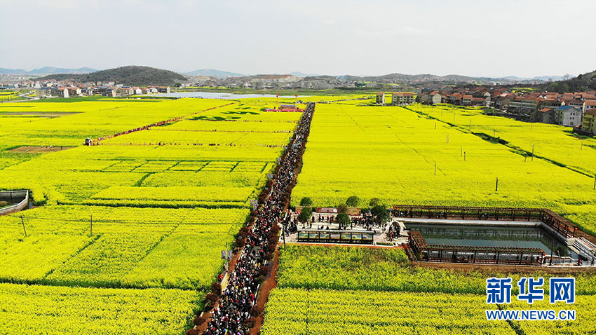 春来武穴邂逅最美油菜花海