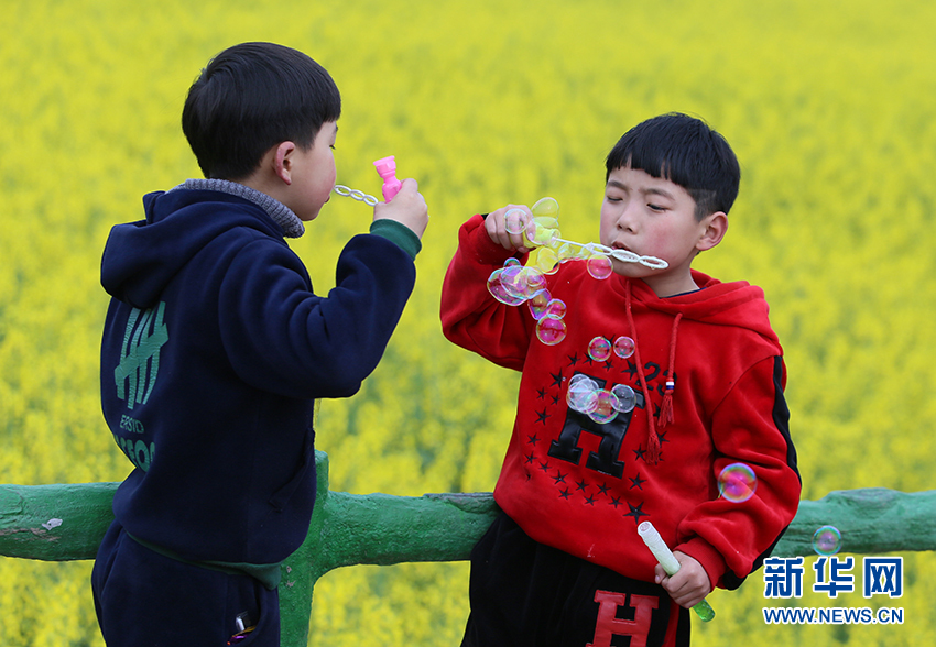 春来武穴邂逅最美油菜花海