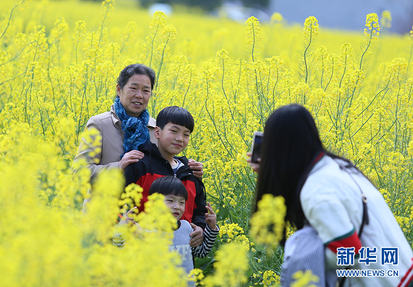 春来武穴邂逅最美油菜花海