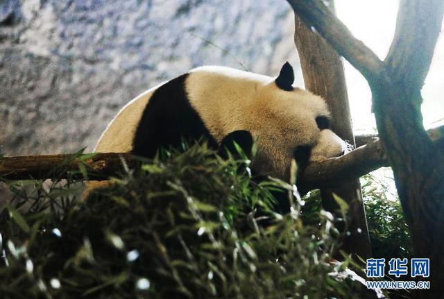 中国大熊猫“星徽”和“好好”再次公开亮相