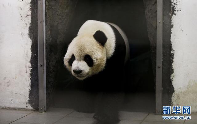 中国大熊猫“星徽”和“好好”再次公开亮相