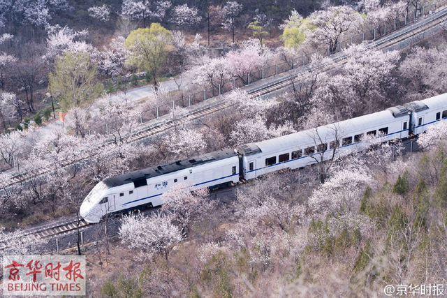 和谐号列车穿越居庸关花海 网友称“樱木花道”