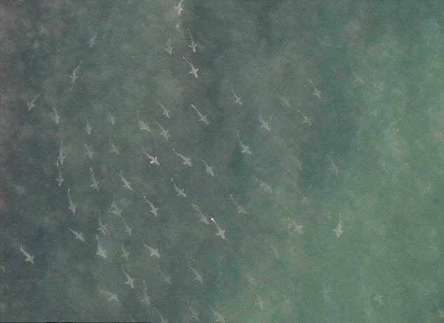 美国一距海滩30米海上现千头鲨鱼