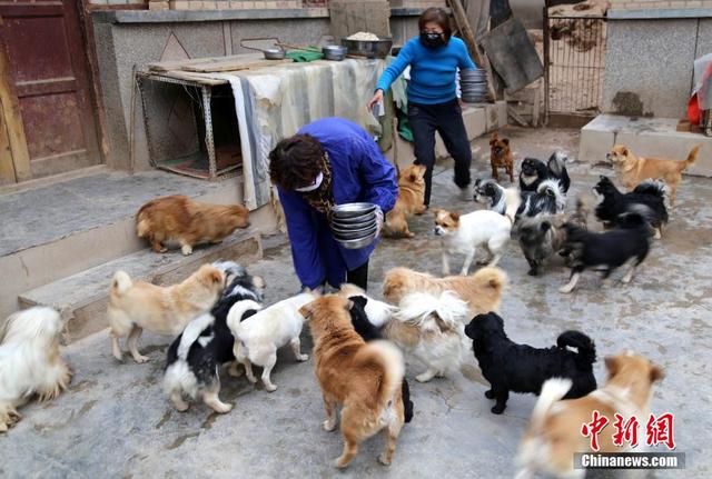 50岁女教师照顾130余只流浪狗 每年开销8万余元
