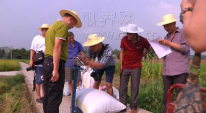 【区县联动】【大足】重庆大足区水稻平均亩产650.7千克