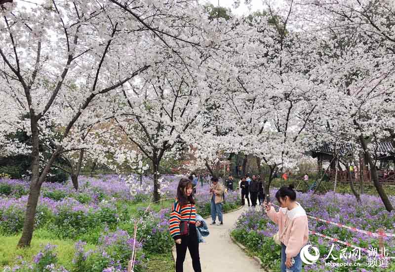 湖北武汉：万名游客周末纷至沓来赏樱花