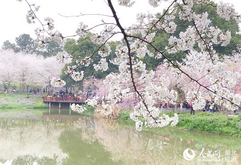 湖北武汉：万名游客周末纷至沓来赏樱花