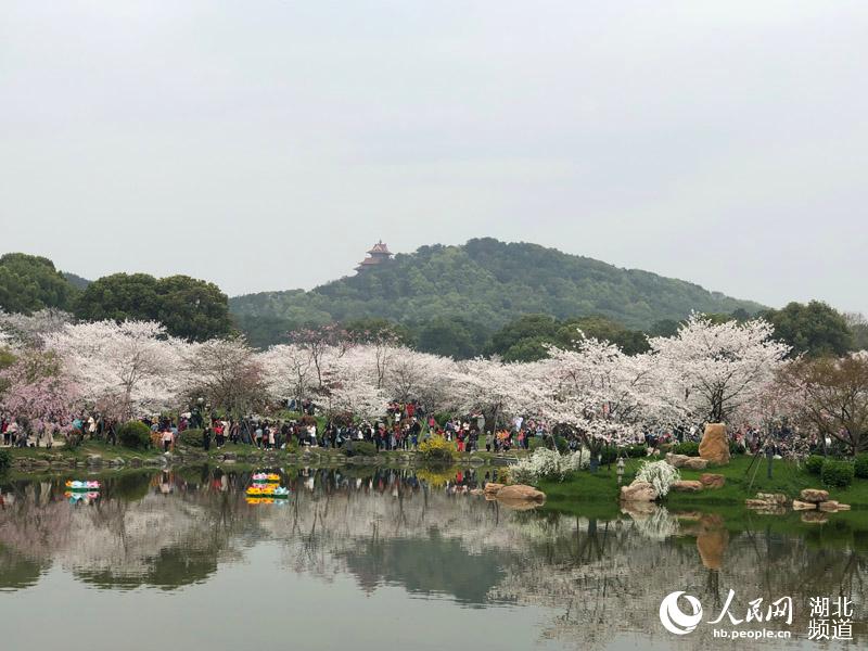 湖北武漢：萬名遊客週末紛至遝來賞櫻花