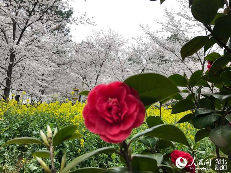 湖北武漢：萬名遊客週末紛至遝來賞櫻花