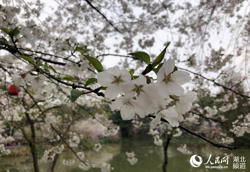 湖北武汉：万名游客周末纷至沓来赏樱花