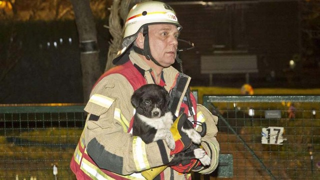 德國消防員為救3條幼犬數次往返火海