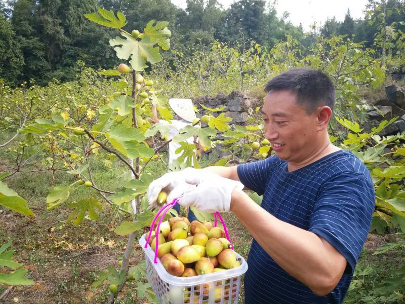 【区县联动】【彭水】彭水保家镇：无花果新鲜上市