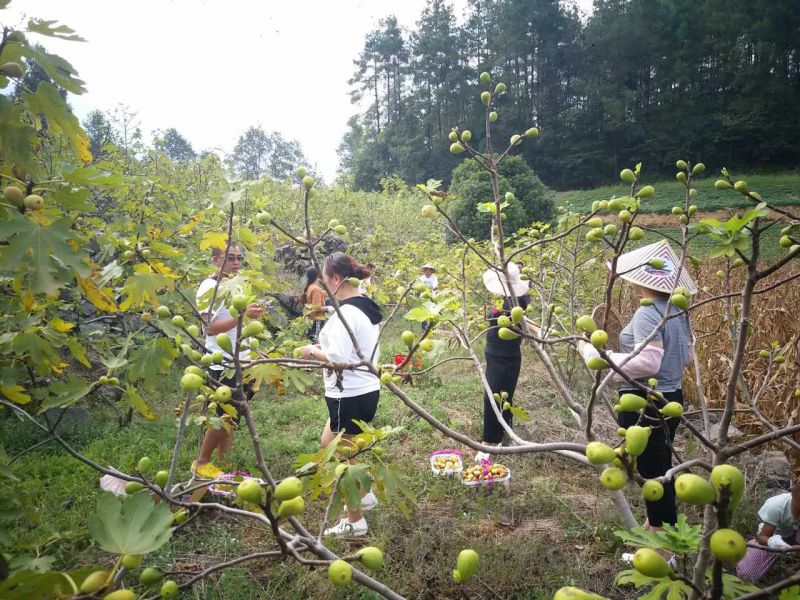 【区县联动】【彭水】彭水保家镇：无花果新鲜上市