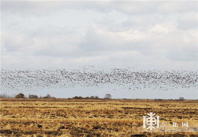 興凱湖國家級自然保護區秋季鳥類遷徙迎高峰