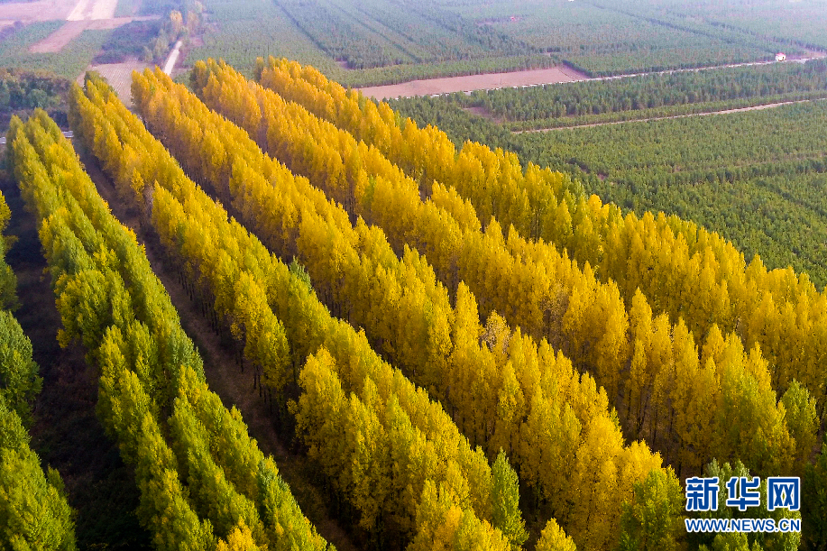 【“飞阅”中国】穿越桑干河 瞰深秋林场