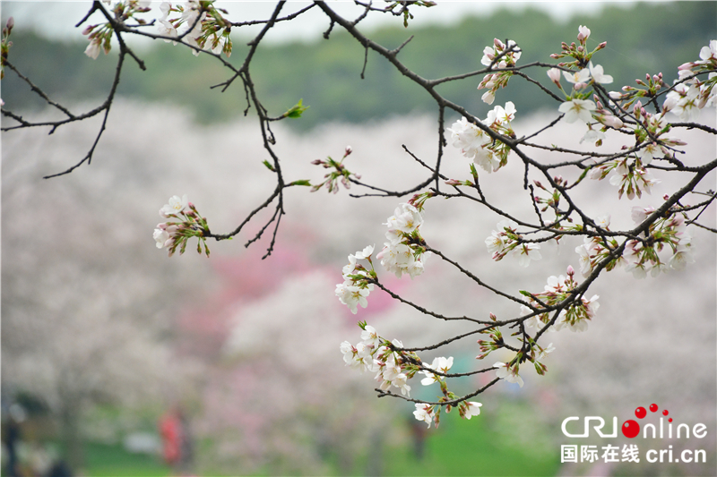 【湖北】【CRI原創】武漢東湖櫻園：賞櫻正當時