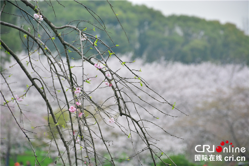 【湖北】【CRI原创】武汉东湖樱园：赏樱正当时