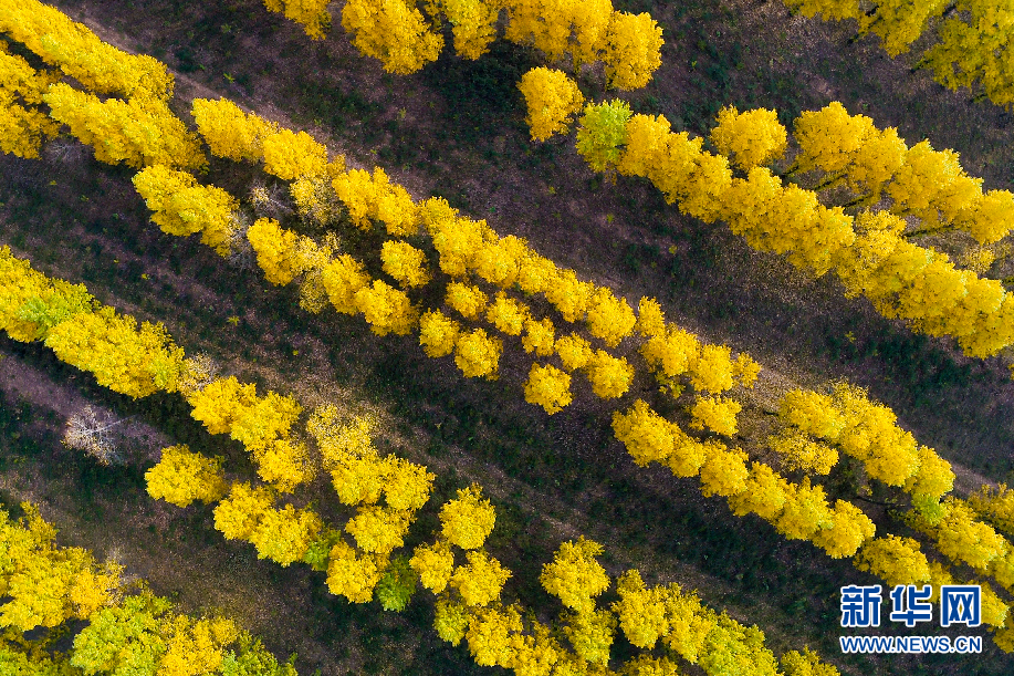 【“飞阅”中国】穿越桑干河 瞰深秋林场