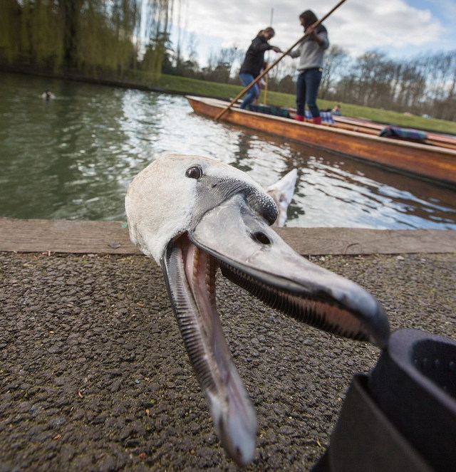 坏脾气天鹅追咬游客抢东西 被称英国剑河“河霸”