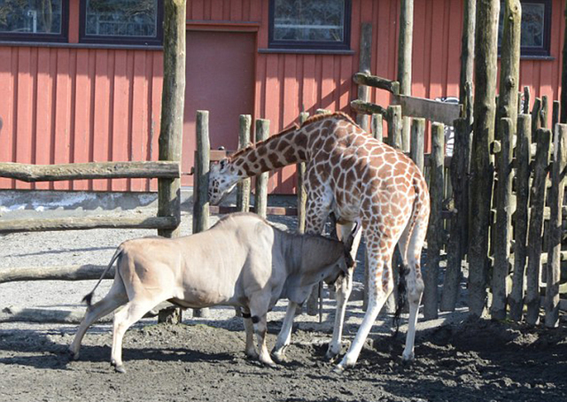 挪威動物園長頸鹿頭卡圍欄上 被羚羊活活頂死