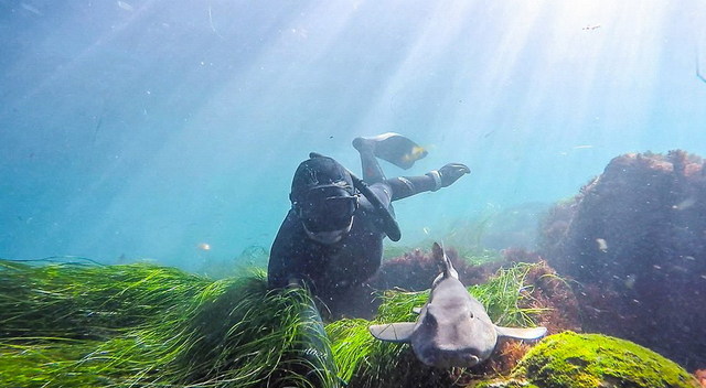 加州潜水员巧用自拍神器 与海洋生物水下合照