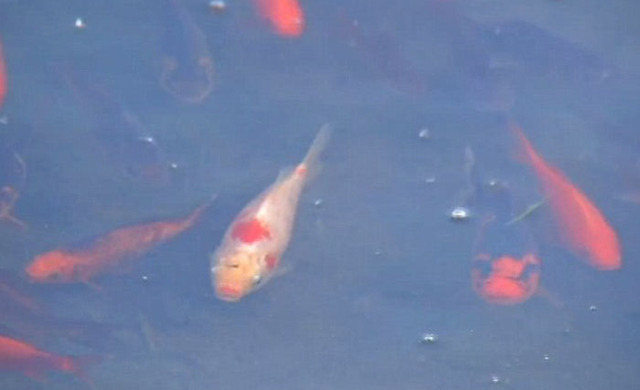 数千条金鱼入侵美国湖泊 破坏生态平衡