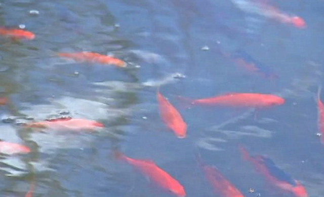 数千条金鱼入侵美国湖泊 破坏生态平衡