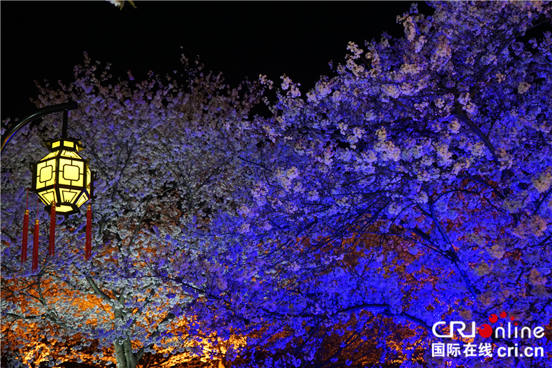 【湖北】【CRI原創】武漢東湖櫻園：“夜櫻”流光溢彩