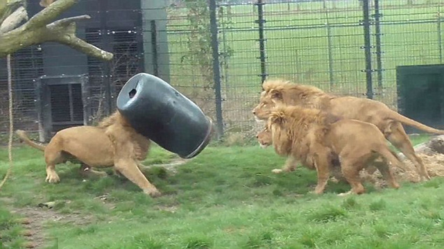荷兰狮子为吃肉头卡物料桶 挣脱不出
