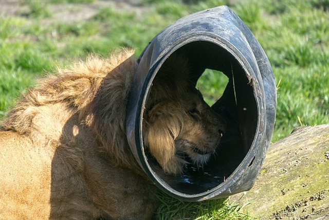荷兰狮子为吃肉头卡物料桶 挣脱不出