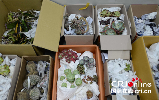 廣東"綠蕾行動"打擊非法攜帶、郵寄入境植物種子種苗
