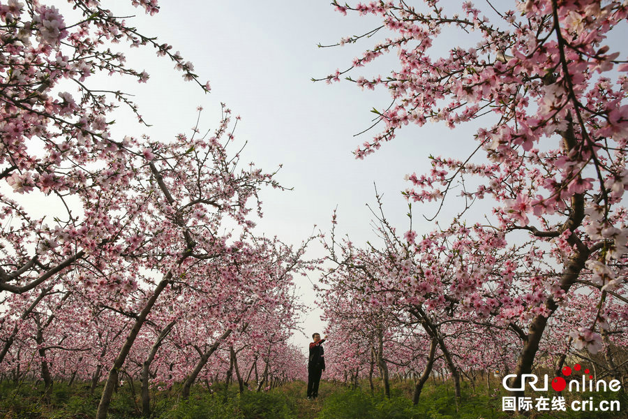 【河南供稿】河南寶豐：桃花綻放滿園春
