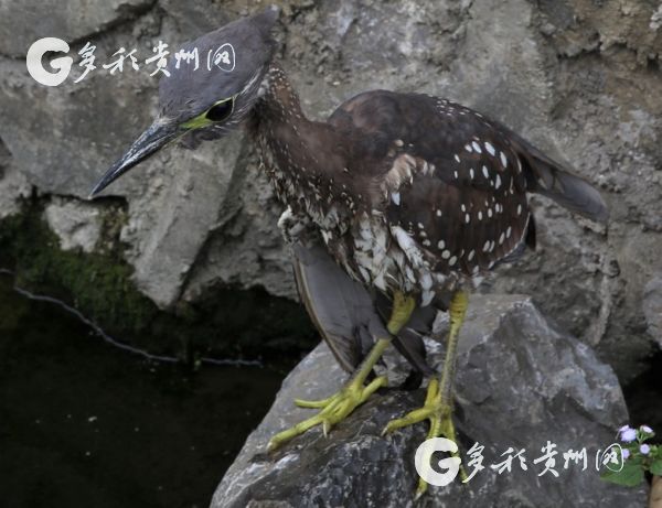 （大生態）消失半個世紀後 “最神秘的鳥”在貴州被發現！