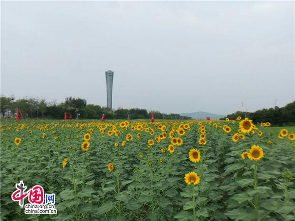 錦州世博園向陽花文化節將開幕 花海免費遊