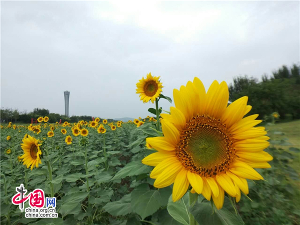 錦州世博園向陽花文化節將開幕 花海免費遊