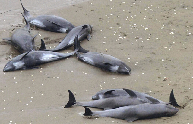 130隻海豚被衝上日本茨城縣海岸
