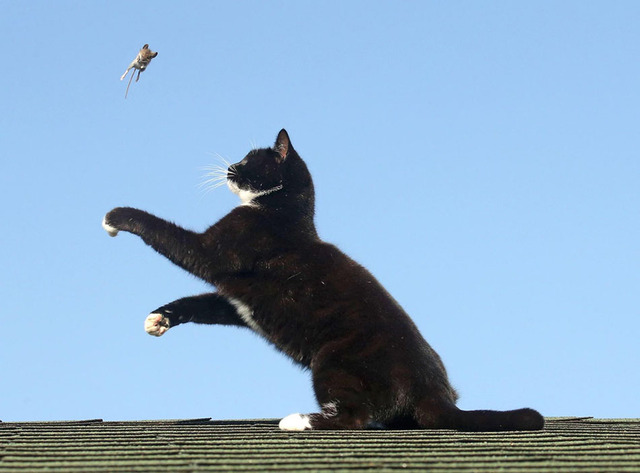 “猫和老鼠”现实版猫咪逆袭 老鼠被猫戏弄