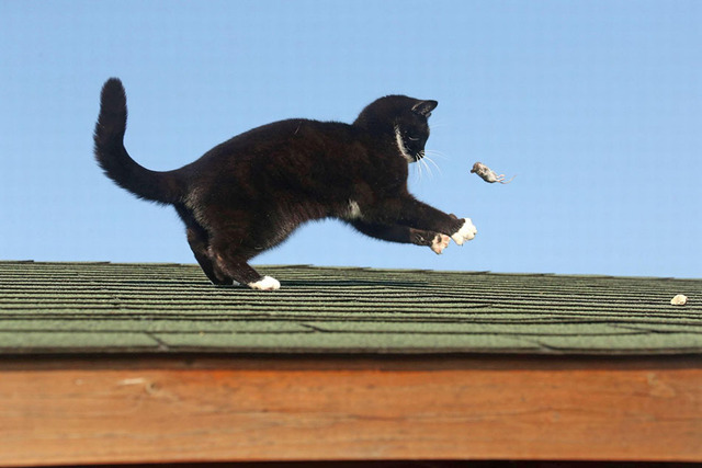 “猫和老鼠”现实版猫咪逆袭 老鼠被猫戏弄