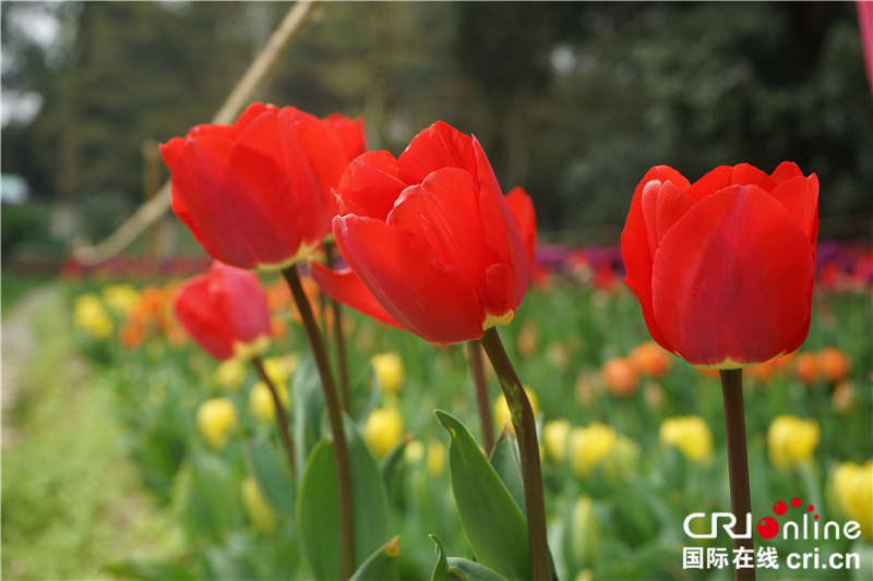 【湖北】【CRI原創】武漢植物園鬱金香花開正艷