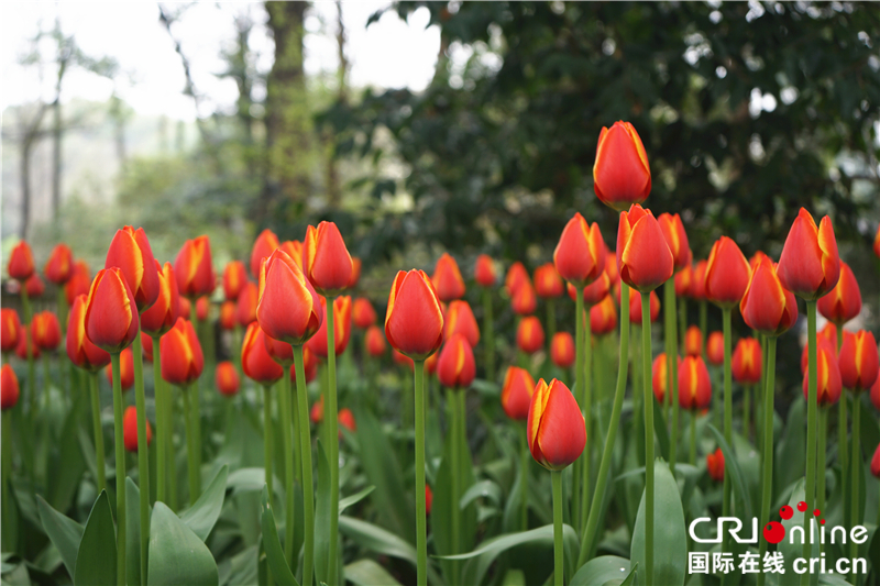 【湖北】【CRI原創】武漢植物園鬱金香花開正艷