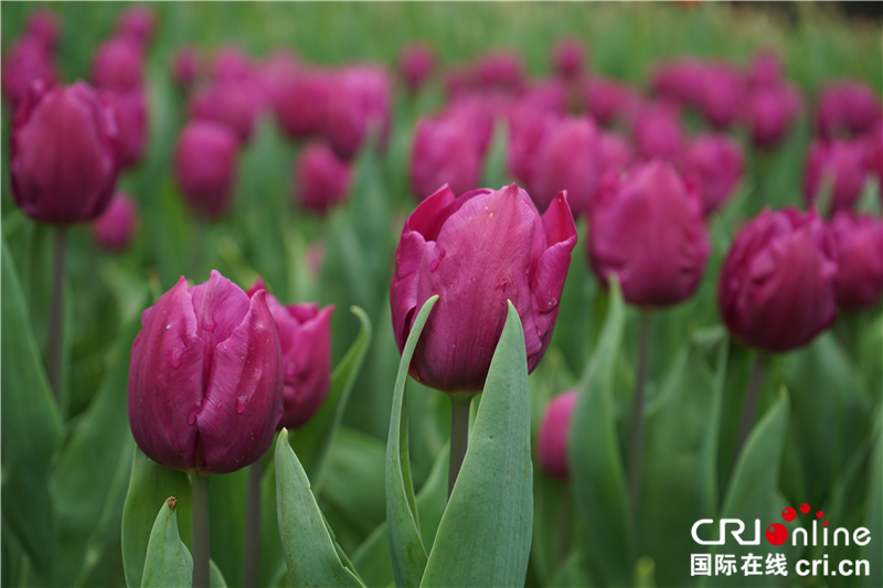 【湖北】【CRI原創】武漢植物園鬱金香花開正艷