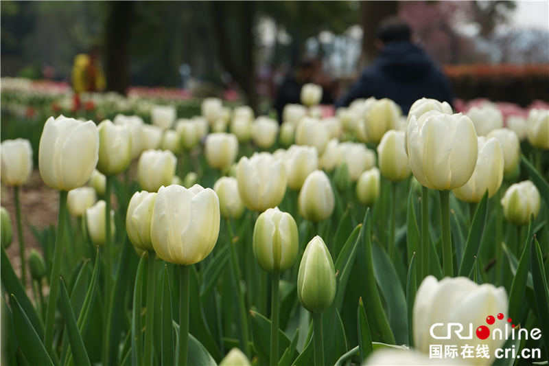 【湖北】【CRI原創】武漢植物園鬱金香花開正艷