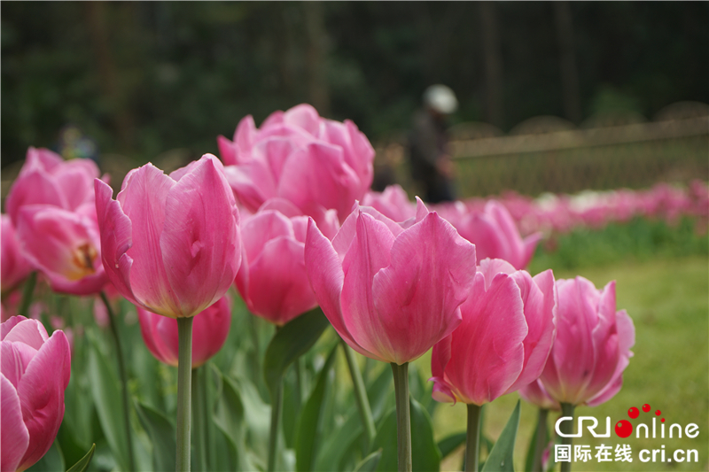 【湖北】【CRI原創】武漢植物園鬱金香花開正艷