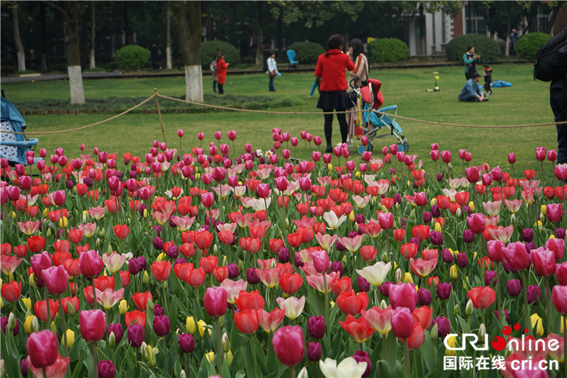 【湖北】【CRI原創】武漢植物園鬱金香花開正艷